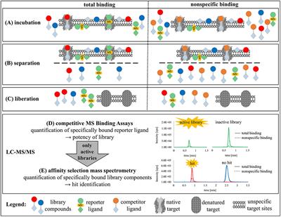 A Library Screening Strategy Combining the Concepts of MS Binding Assays and Affinity Selection Mass Spectrometry